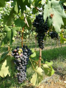 Azienda Vitivinicola Ruaro