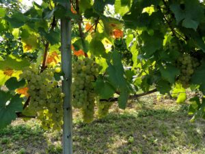Azienda Vitivinicola Ruaro