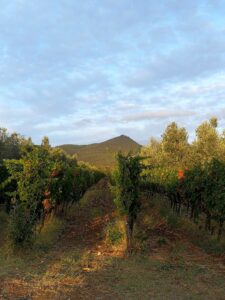 Azienda Agricola Chiappini