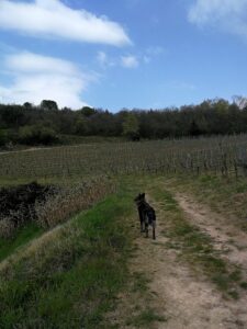 Vignale di Cecilia