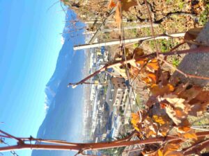 Arpepe