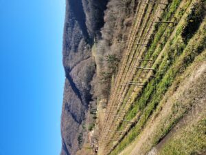 Ronchi di Cialla