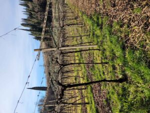 Antica Valpolicella