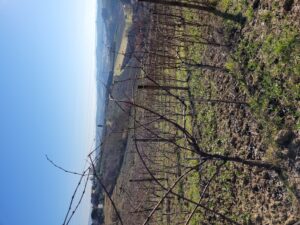 Podere Fornace Prima