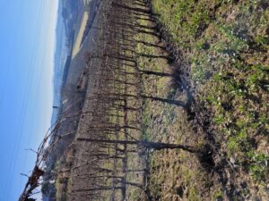 Podere Fornace Prima