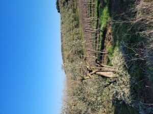 Podere Casaccia