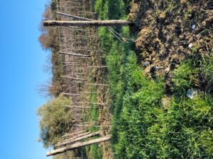 Podere Casaccia