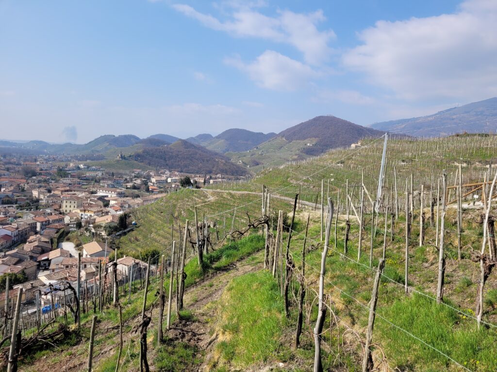 Mongarda