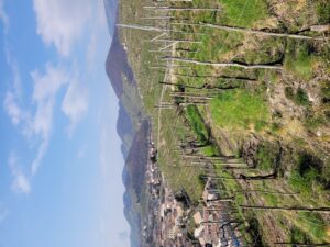 Mongarda