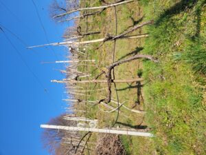 Baleco