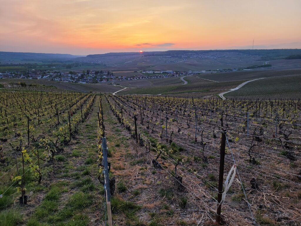 Viaggio in Champagne
