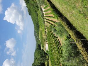 Kozlovic