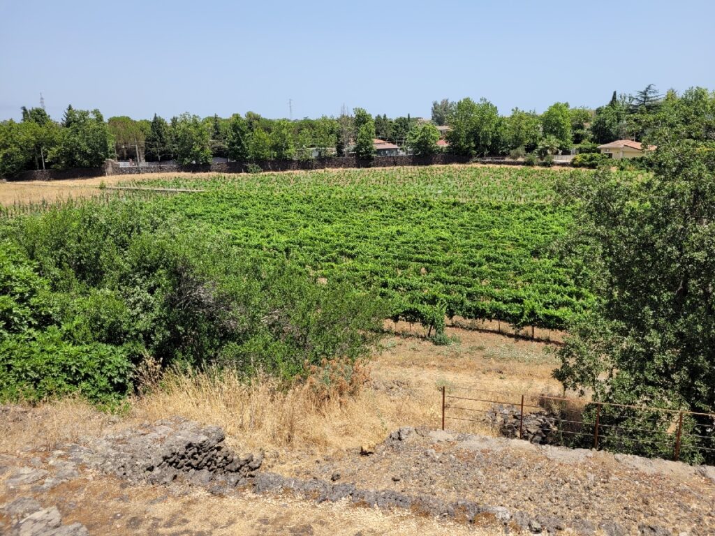 Etna Urban Winery