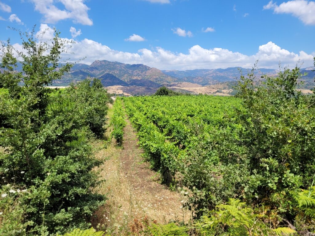 Cantine Russo