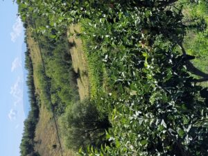 Lammidia