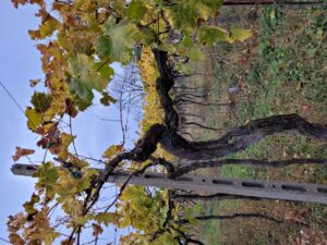 Il Roccolo di Monticelli