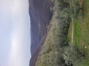 Del Rebene