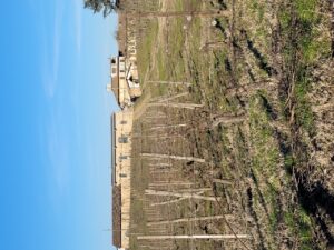 Montelio