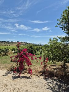 Il Vigneto Resort