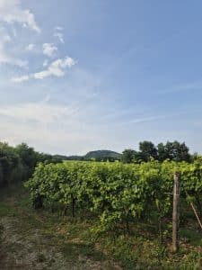 Progress Country and Wine House