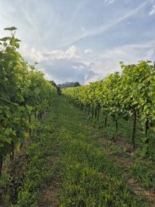 Progress Country and Wine House