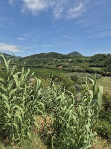 Colli Euganei