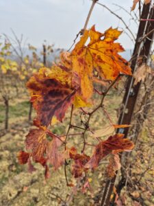 Ruchè di Castagnole Monferrato