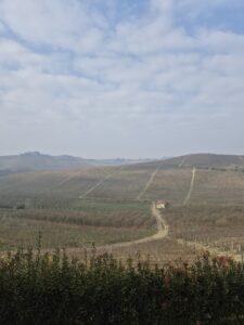Ruchè di Castagnole Monferrato