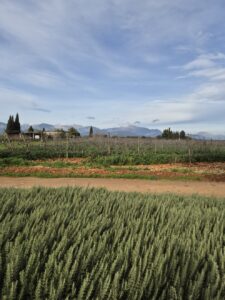 Finca Biniagual