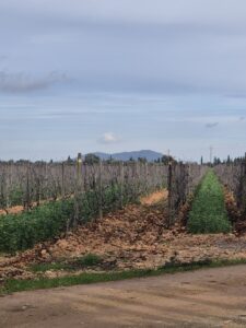 Finca Biniagual