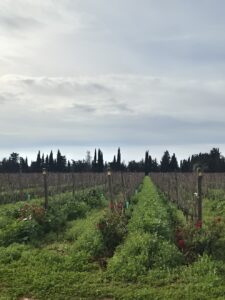 Finca Biniagual