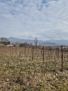 Barone Pizzini