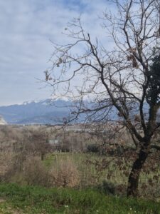Barone Pizzini