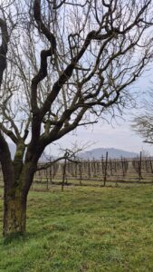 Villa Franciacorta
