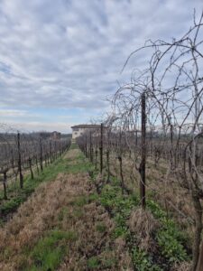 Marchesi di Ravarino