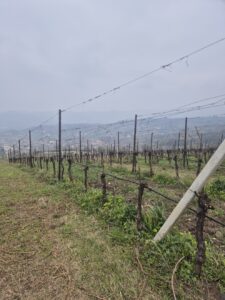 Fongaro