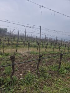 Fongaro