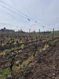 Kislov Winery