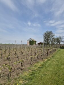 Kislov Winery