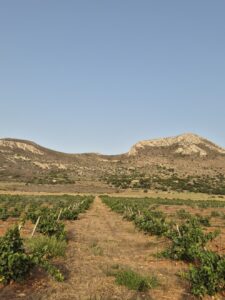 Cibo Chiacchiere e Vino