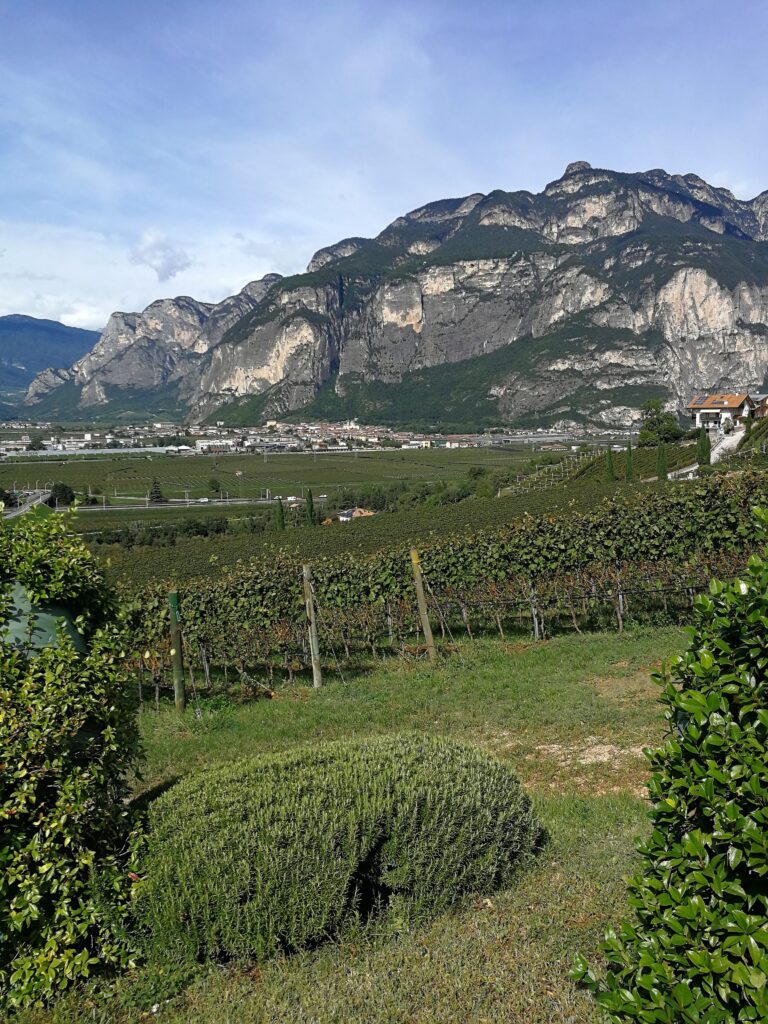 Bellaveder