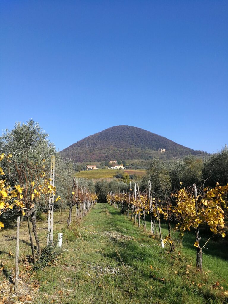 I Castagnucoli