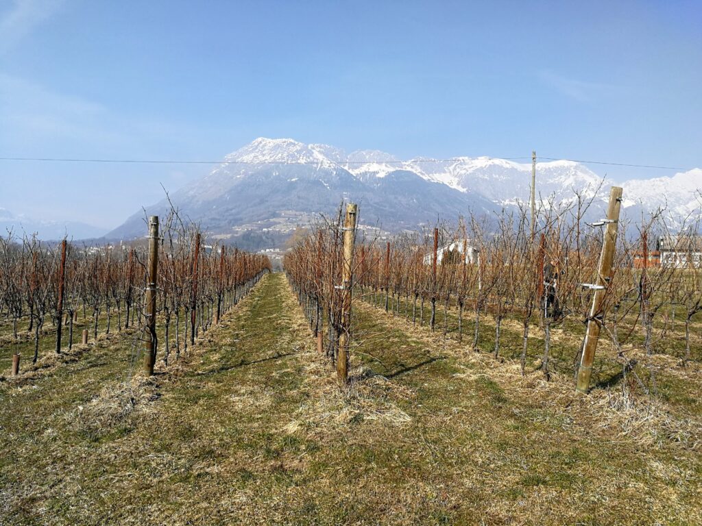 Azienda Agricola Cornera