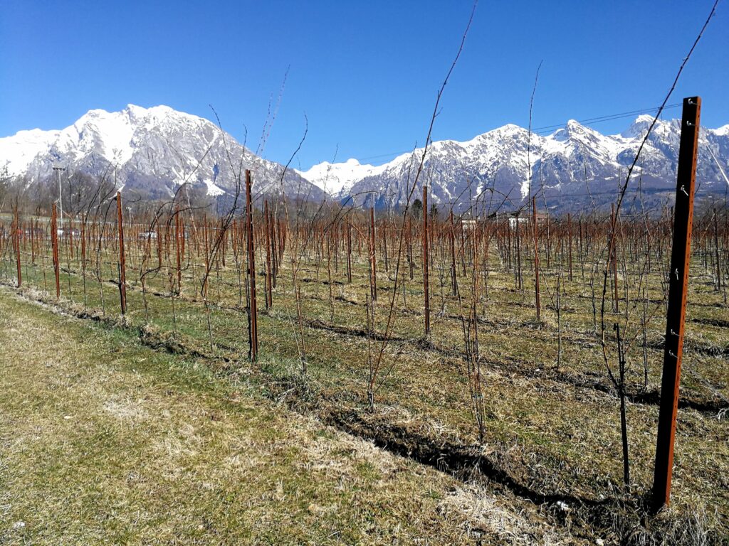 Cantina Dal Borgo