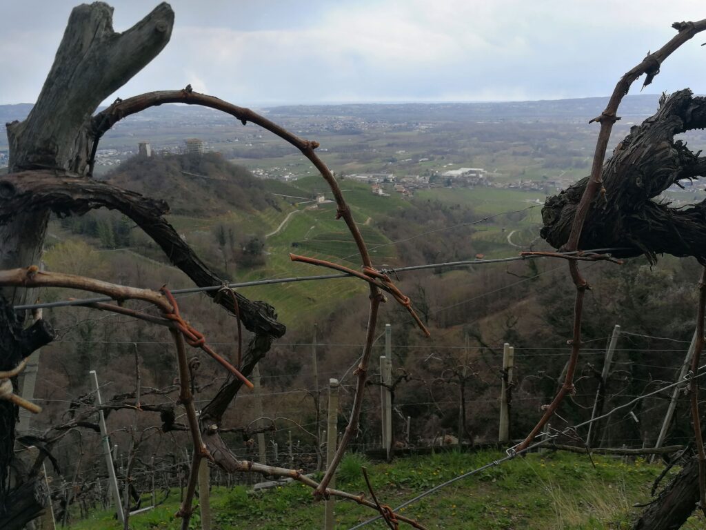 Azienda Agricola Ballianei