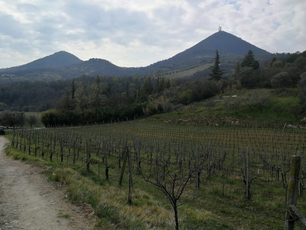 Vignale di Cecilia