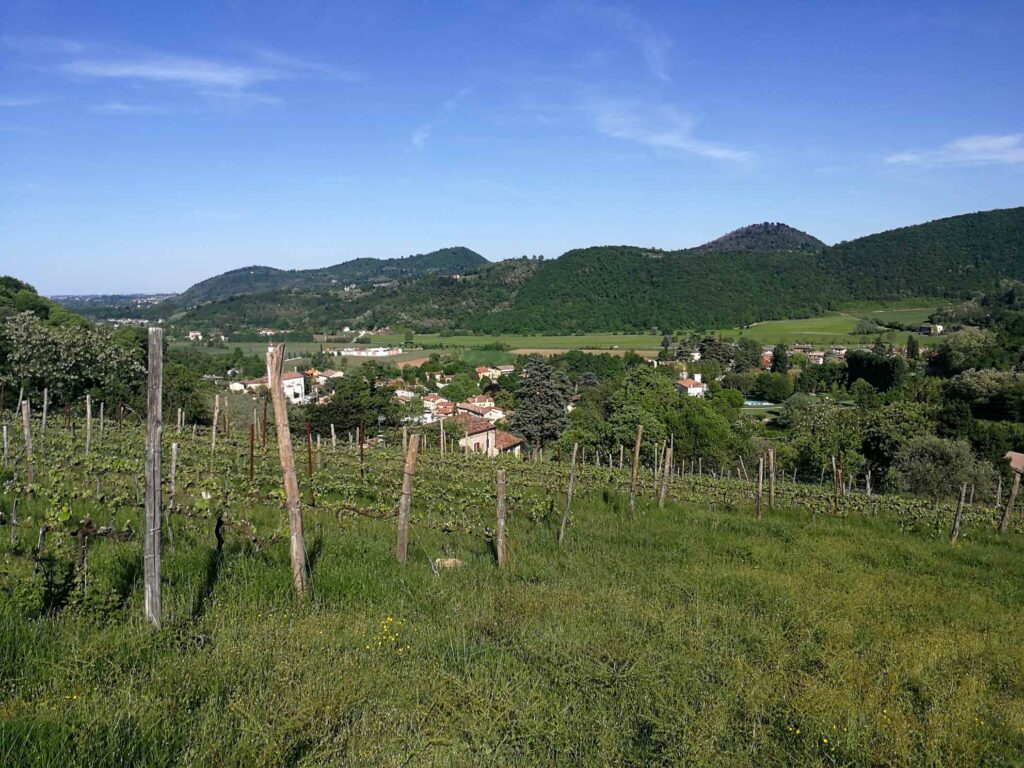 Azienda Agricola Farnea