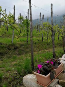 Azienda Agricola Crodi