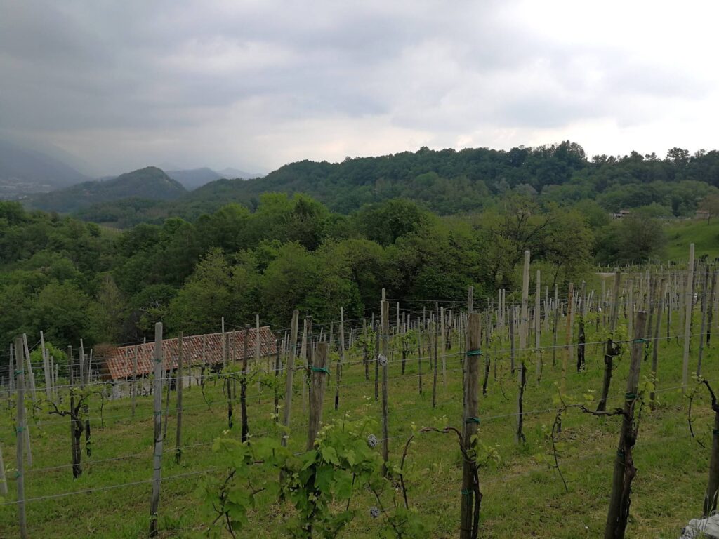 Azienda Agricola Crodi