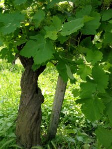 Casa Coste Piane